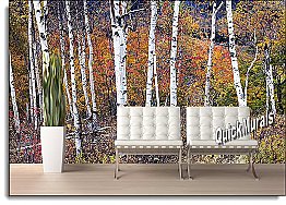 Birch Forest Peel & Stick Canvas Wall Mural by QuickMurals