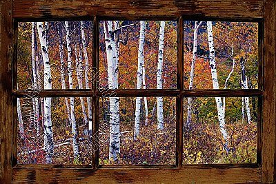 Birch Forest Window One-piece Peel and Stick Canvas Wall Mural