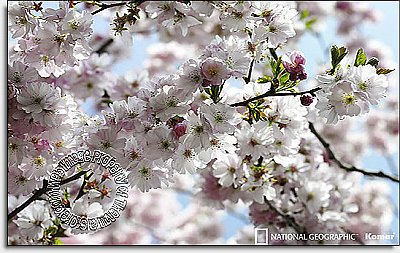 Spring Cherry Blossoms Wall Mural