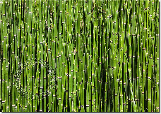 Bamboo Backround Peel and Stick Wall Mural