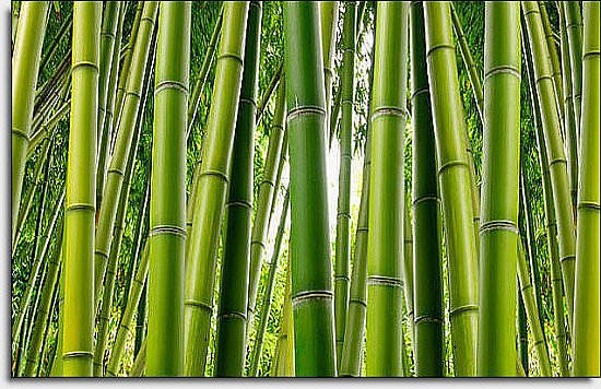 Bamboo Mural C866 by Environmental Graphics