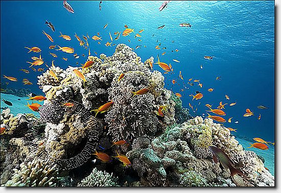 Coral Reef Peel & Stick Canvas Wall Mural by QuickMurals