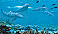 Dolphin Wall Mural MP4958M
