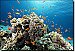 Coral Reef Peel & Stick Canvas Wall Mural by QuickMurals