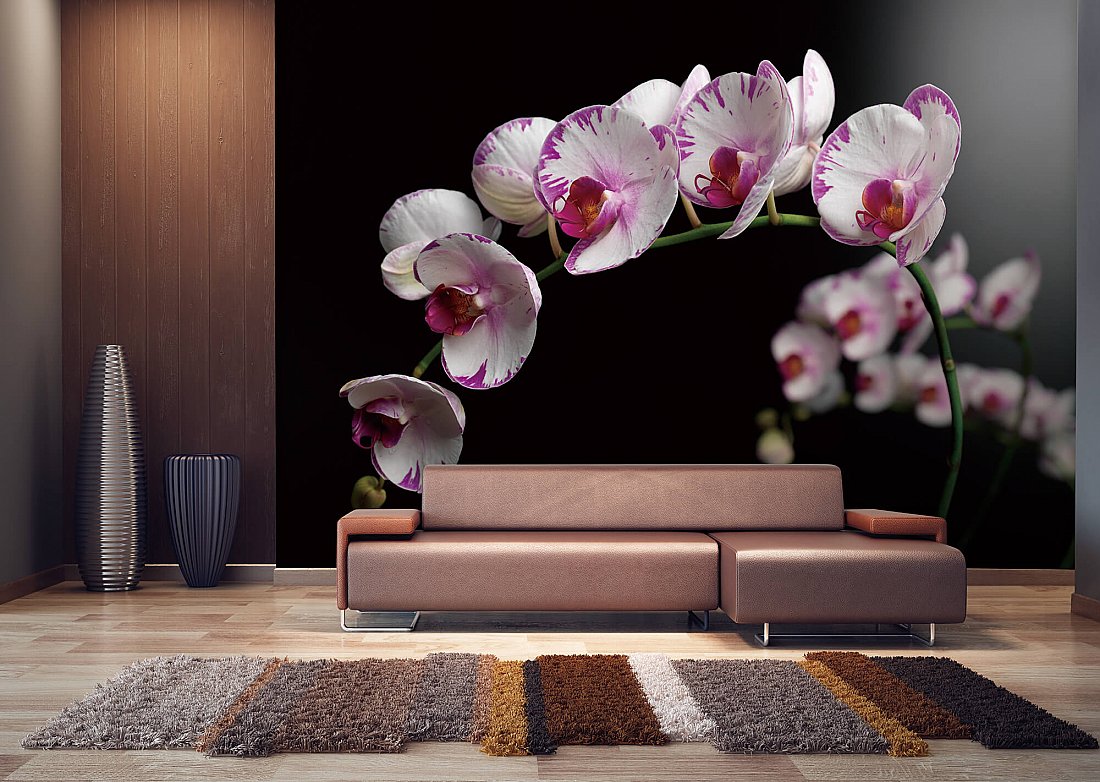 Orchid Flowers (Phalaenopsis) Wall Mural DS8117 |Full Size Large Wall ...