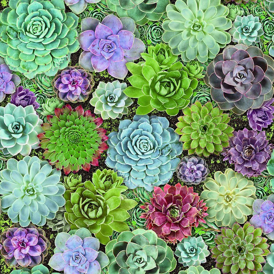 SUCCULENTS PEEL & STICK WALLPAPER |Wallpaper And Borders |The Mural Store