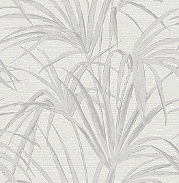 Song White Fountain Palm Wallpaper