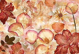 Dried Flowers Wall Mural