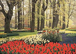 Floral Tulips and Trees Wall Mural