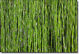 Bamboo Backround Peel & Stick Canvas Wall Mural