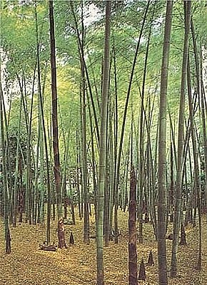 Bamboo Grove  Mural 1401