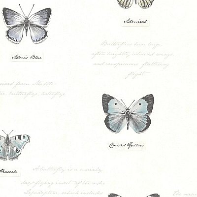 Admiral Black Butterflies And Script Wallpaper