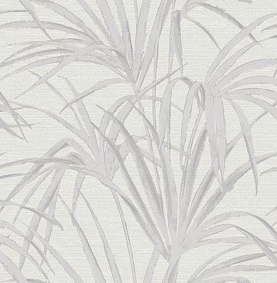 Song White Fountain Palm Wallpaper