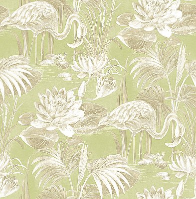 Miltonia Green Flamingo Wallpaper