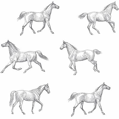Burnett Off-White Horses Wallpaper