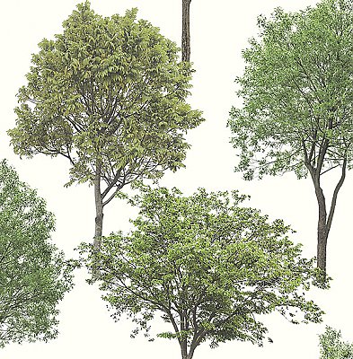 Tree Tops Green Photographic  Wallpaper