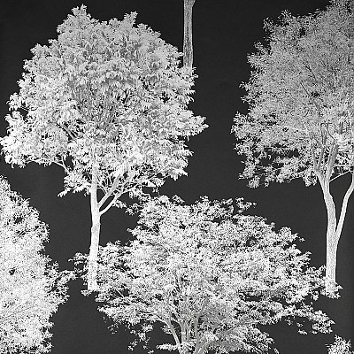 Tree Tops Black Photographic  Wallpaper
