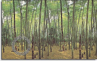 Bamboo Grove Wall Mural