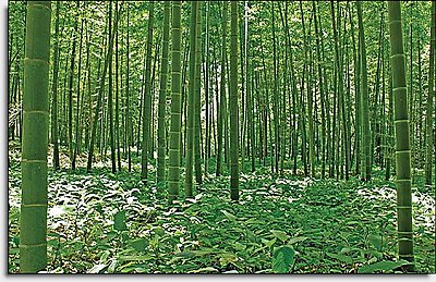 Bamboo Forest Mural UMB91133 by Blonder