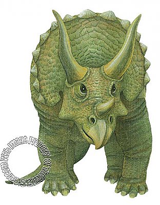 Triceratops Peel & Stick Applique #2
