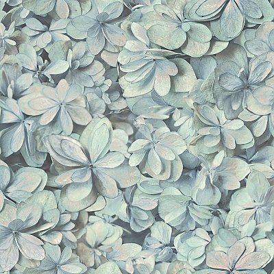 Hydrangea Bloom Wallpaper