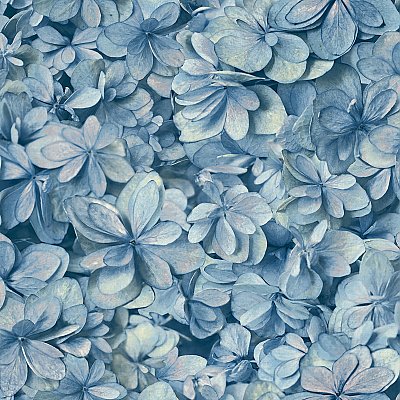 Hydrangea Bloom Wallpaper