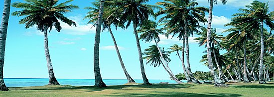 Palm View Panoramic Mural
