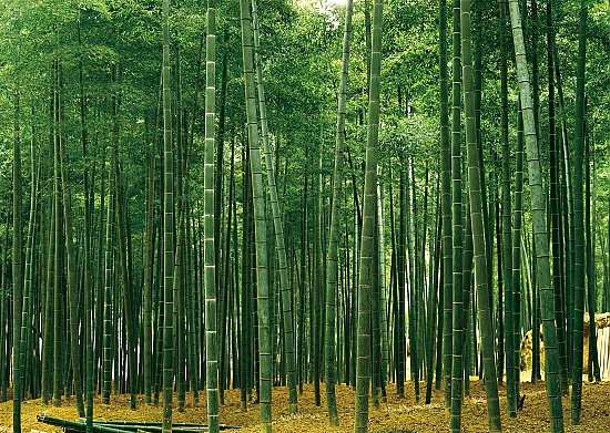 Bamboo Plantation Japan Wall Mural