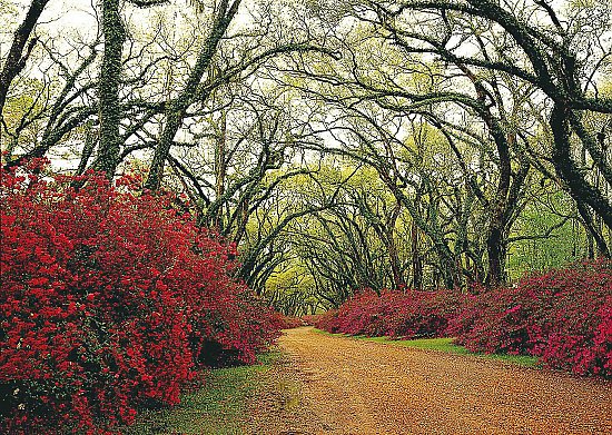 Red Flower Path Through Woods Wall Mural
