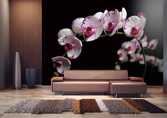 Orchid Flowers (Phalaenopsis) Wall Mural