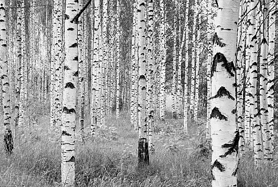 Birch Forest by Komar XXL4-023