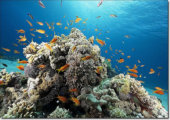 38718252 Beautiful coral reef photo Hole in wall sticker wall mural 