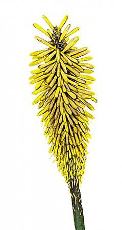 Yellow Flower Peel & Stick Applique 231600