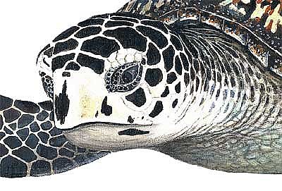 Sea Turtle Peel & Stick Applique 190501