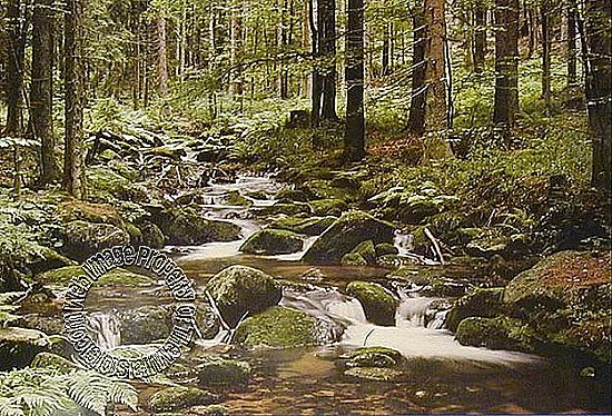 Woodland Stream Mural 3957