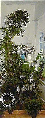 Indoor Garden Mural 5066