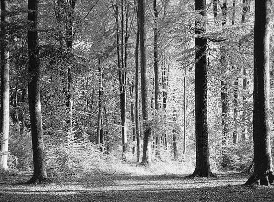 Grand Forest Black and White Wall Mural