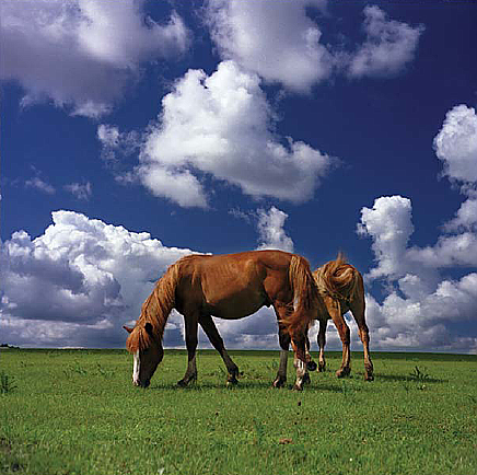 Horses on the Plain Mural 99454