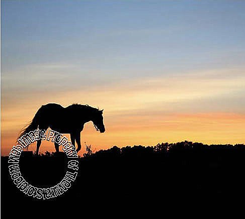 Horse Silhouette Mural 99455