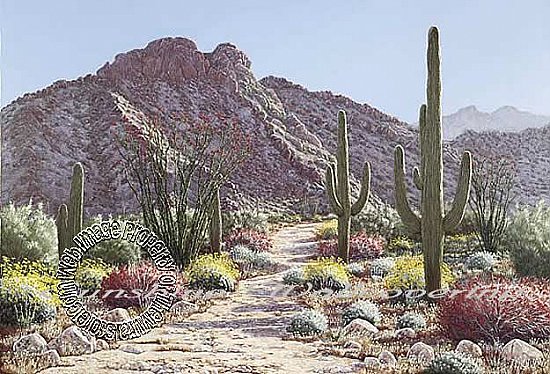 Desert In Bloom Mural C822 by Environmental Graphics