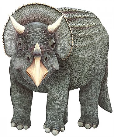 Triceratops Grey