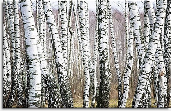 Birch Forest Mural UMB91075