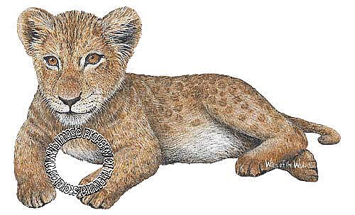 Lion Cub Peel & Stick Applique 110916