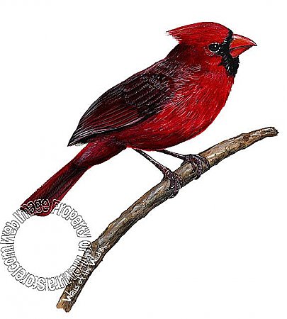 Cardinal Peel & Stick Applique 30118
