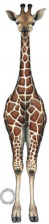 Baby Giraffe Peel & Stick Applique 70917