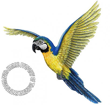 Macaw Peel & Stick Applique 130103