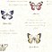 Admiral Beige Butterflies And Script Wallpaper