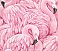 Horace Pink Flamingos Wallpaper
