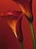 Red Calla Lilies Mural 406