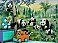 Pandas Mural PR1810 8010 roomsetting